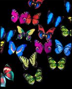 Kelebek Çok Renkli 10'lu 15 cm